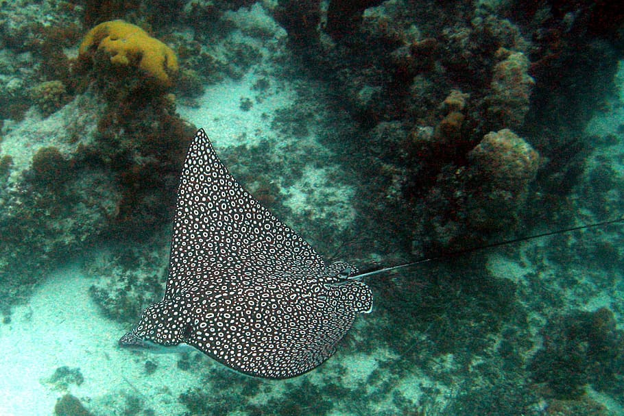 black and gray stingray near corals, Spotted, Eagle, Ocean, Reef HD wallpaper