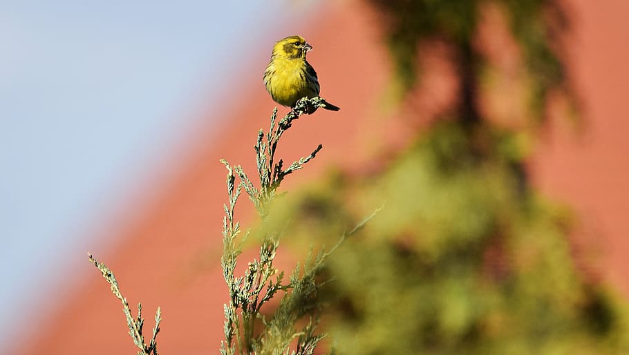 bird, nature, grass, meadow, meadow grass, blade of grass, summer HD wallpaper