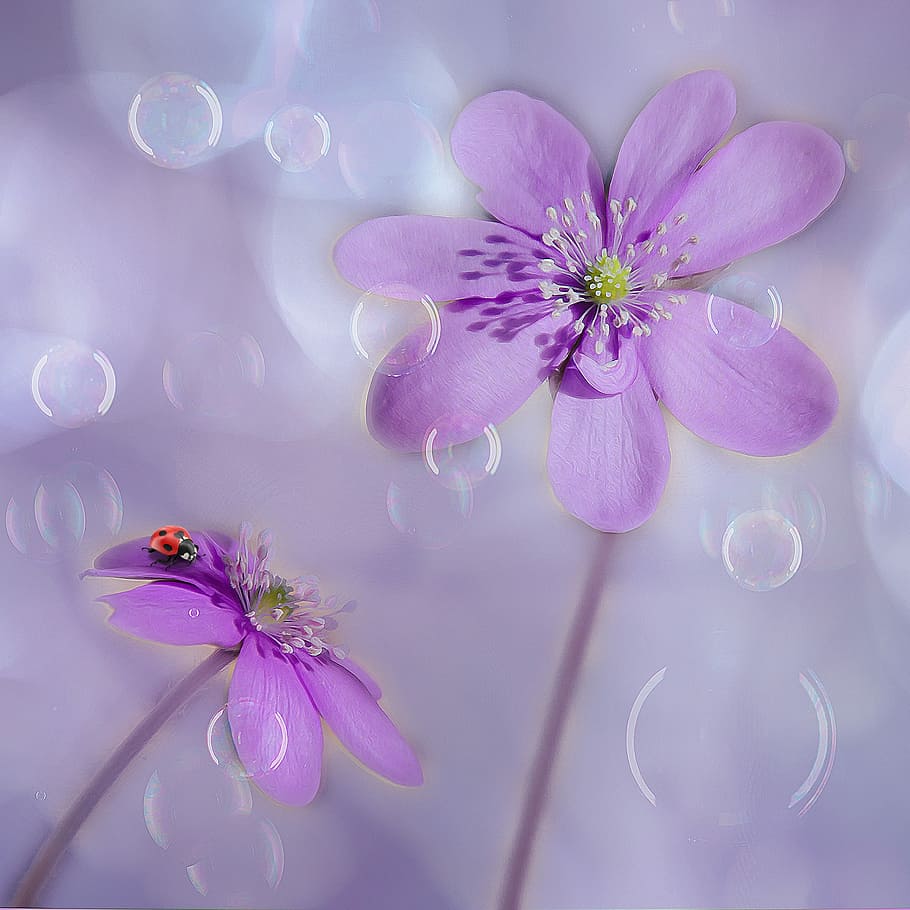 ladybug on purple flo9wer, hepatica, soap bubbles, anemone hepatica HD wallpaper