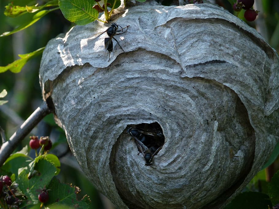 black, wasp, hanging, nest, building, insects, meadow, forest HD wallpaper