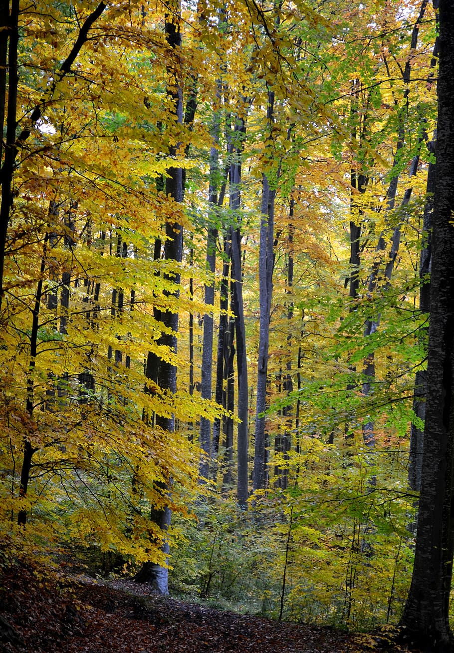 Trees, Forest, Nature, Fall, autumn, season, park, yellow, plant HD wallpaper