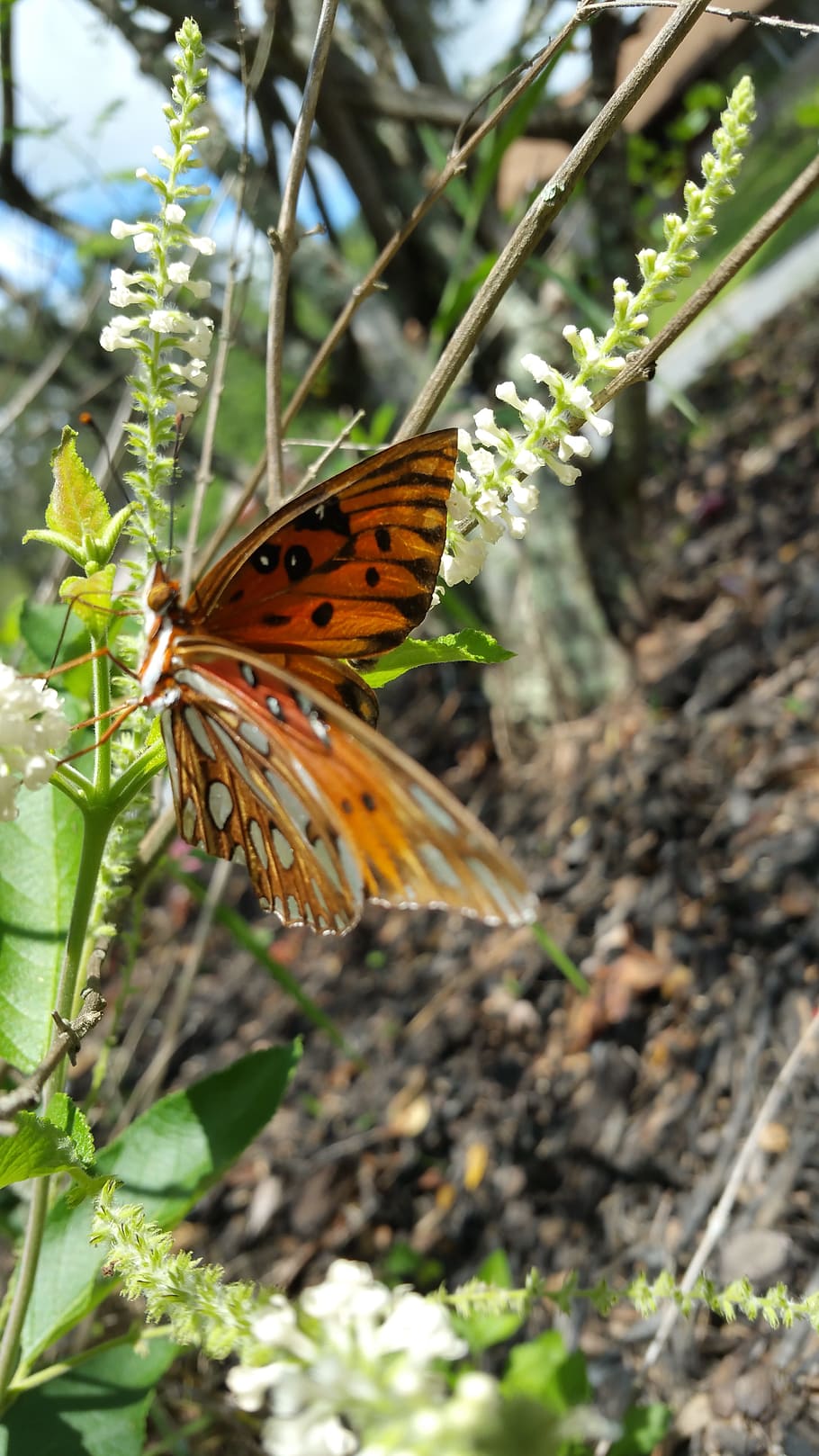 butterfly, wings, orange, insect, nature, summer, colorful HD wallpaper