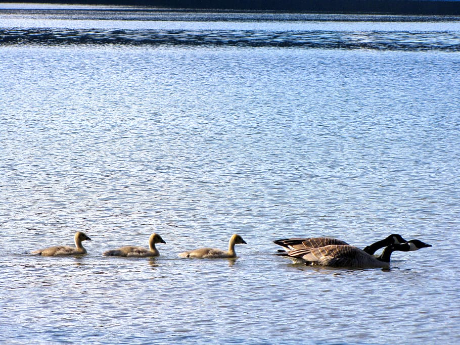 British Columbia, Coquitlam, buntzen lake, duck, bird, duckling, HD wallpaper