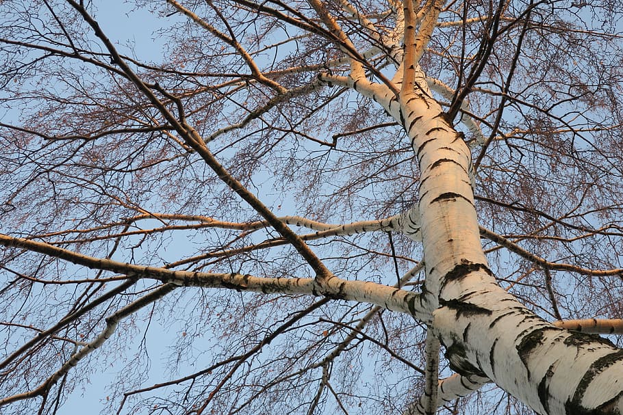 Tree, Birch, Branches, Forest, Bark, spring, trunk, tree of heaven HD wallpaper