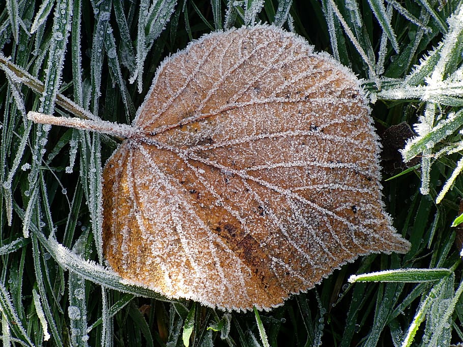ice, leaf, frozen, winter, frost, icy, cold, nature, on frozen HD wallpaper