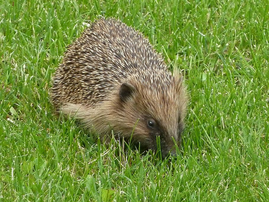 hedgehog, nature, rush, animal wildlife, animal themes, grass HD wallpaper
