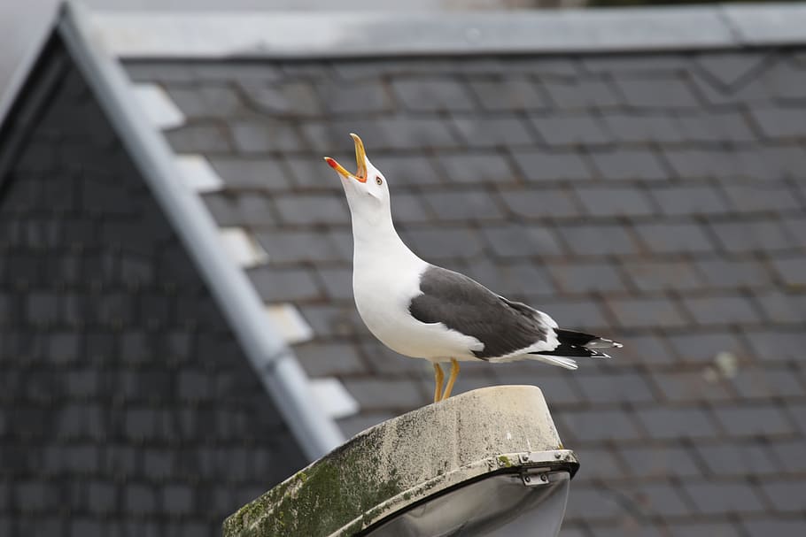 Bird, Gull, Animal, seagull, outdoors, animal Wing, nature HD wallpaper