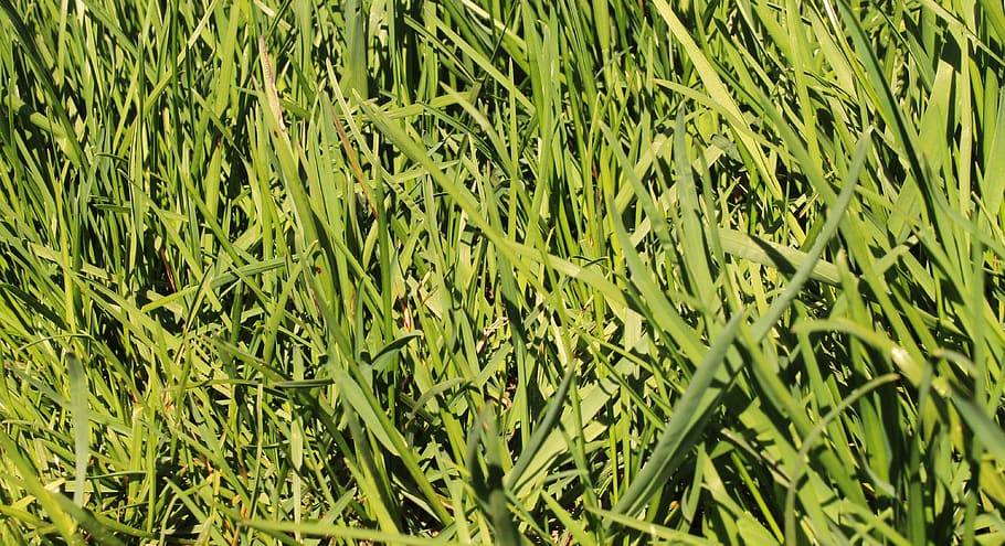 background, texture, pattern, grass, spring, green, summer HD wallpaper