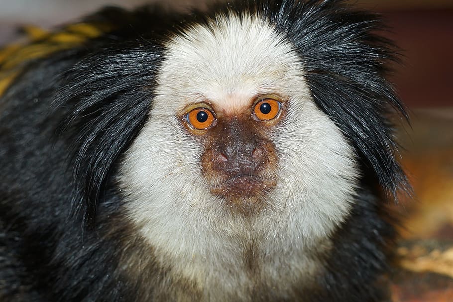 monkey, affenkopf, portrait, alive, interested, zoo, attention HD wallpaper