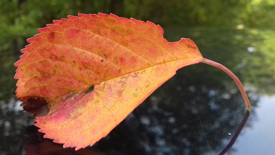 leaf, autumn, red, color, september, forest, the background HD wallpaper