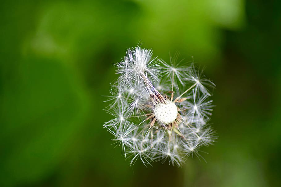 Dandelion, Macro, Grassland, Plants, grassland plants, nature HD wallpaper