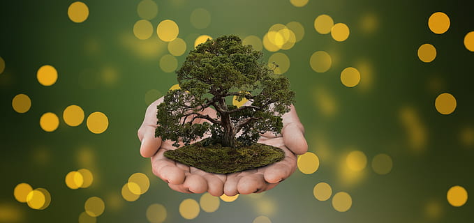 green bonsai plant in shallow focus photography, nature, tree HD wallpaper