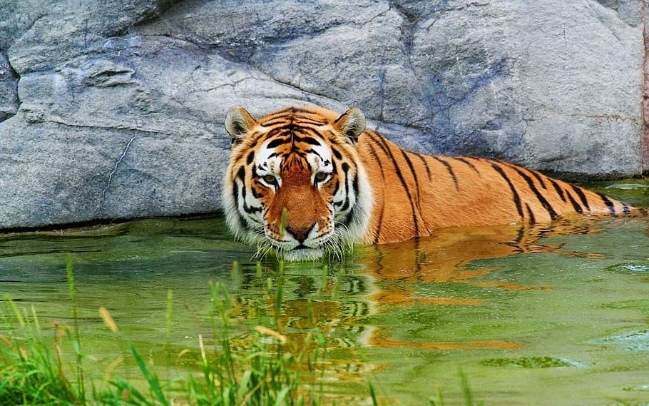 Bengal Tiger in body of water, animals, wildcat, carnivore HD wallpaper