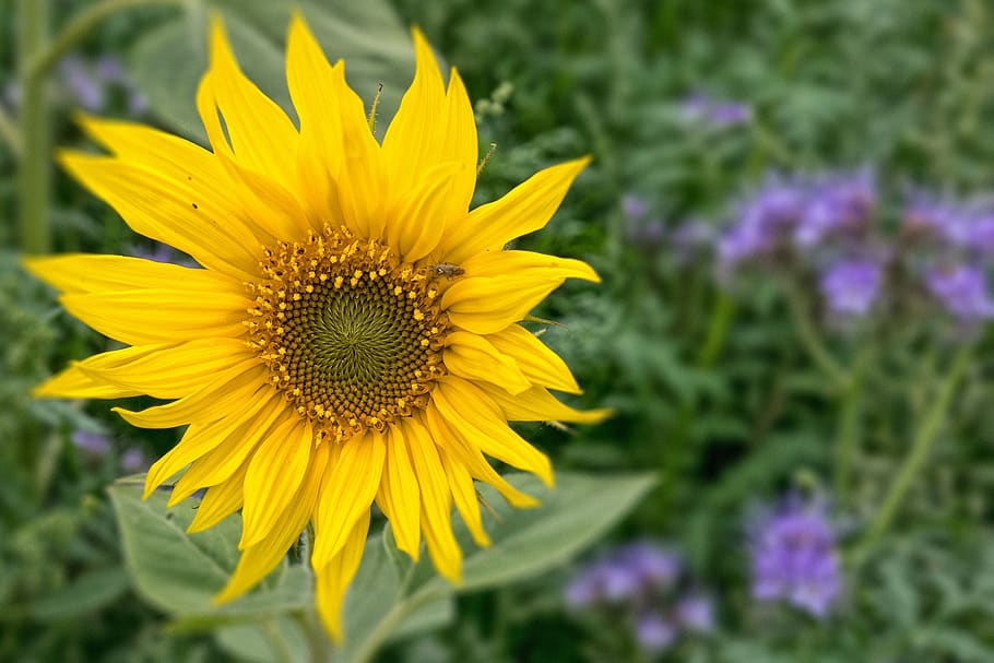 sunflower, blossom, bloom, yellow, plant, nature, isolated, HD wallpaper