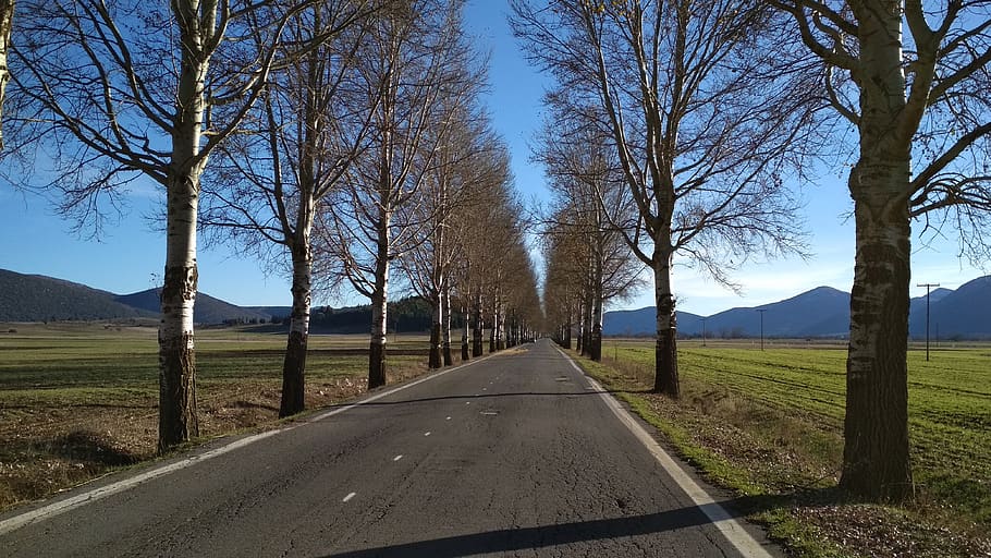 trees, poplars, winter, road, arcadia, direction, transportation HD wallpaper