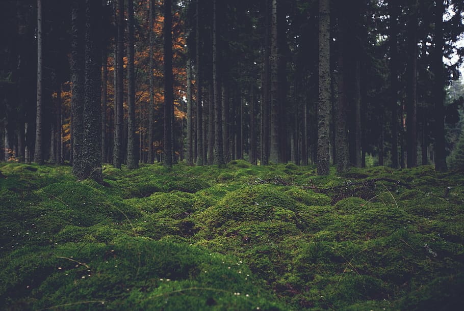 green grass near trees, woods, forest, nature, outdoors, landscape HD wallpaper