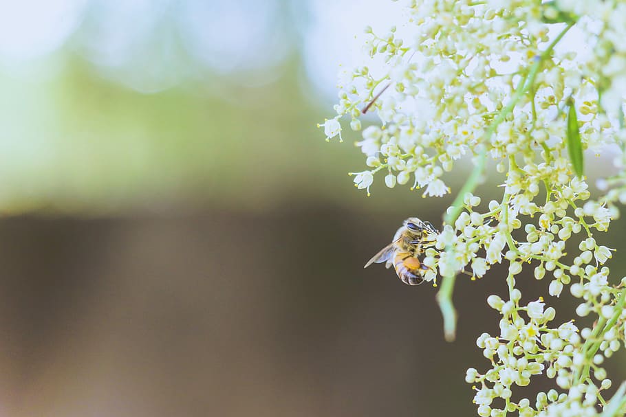 honeybee on petaled flower, macro shot of green leaves, wasp HD wallpaper