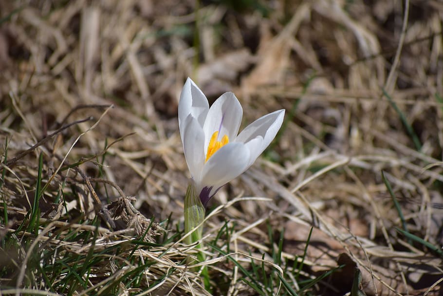 spring, nature, flower, spring flowers, white, flora, plant HD wallpaper