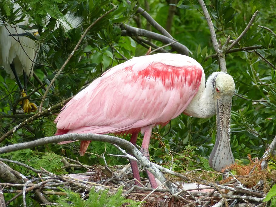 bird, bill, plumage, large beak, animal, plant, animal themes HD wallpaper