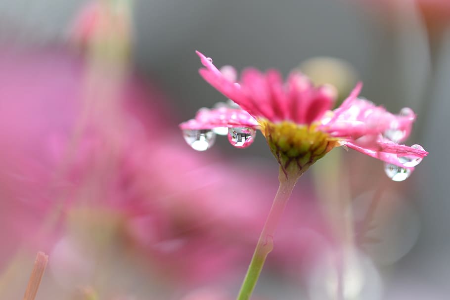 shallow focus photography of pink flower with morning dew, droplets HD wallpaper