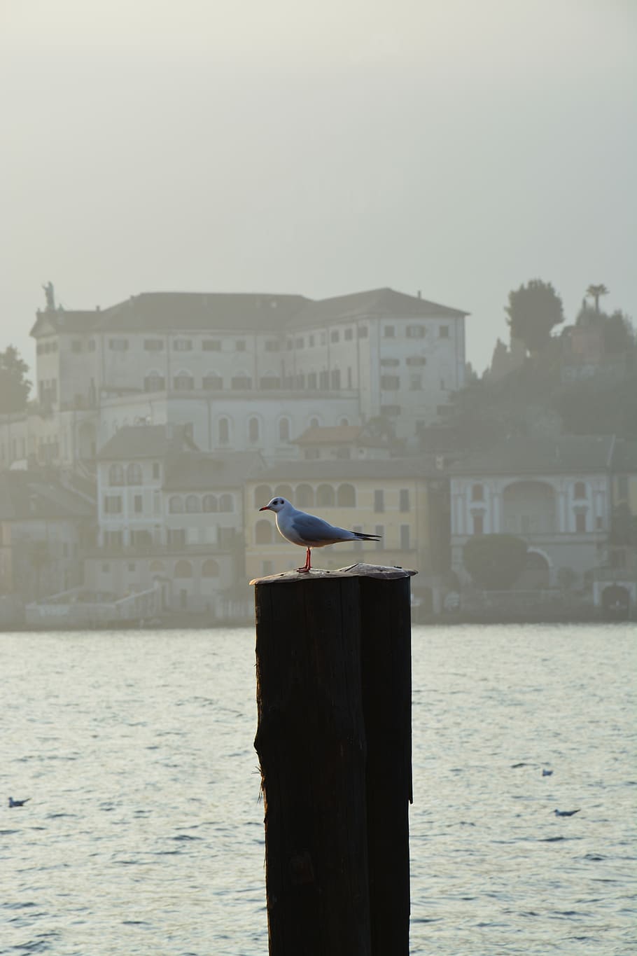 piemonte, lake orta, animal themes, vertebrate, animal wildlife HD wallpaper