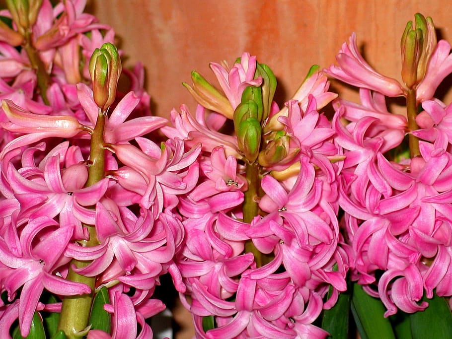 spring, hyacinth, flower, plant, hyacinthus, garden hyacinth, HD wallpaper
