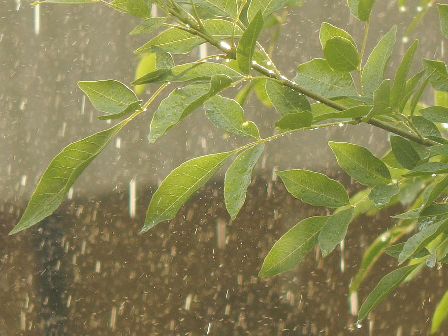 rain, drops, leaves, wet, raining, leaf, plant part, green color HD wallpaper