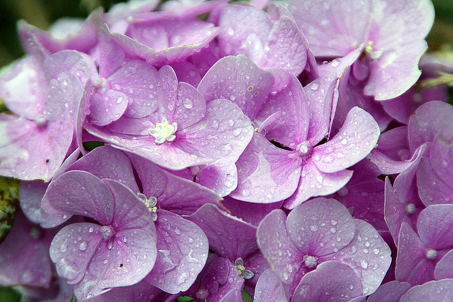 purple flowers with water drops, hydrangeas, genus, hydrangea plants HD wallpaper