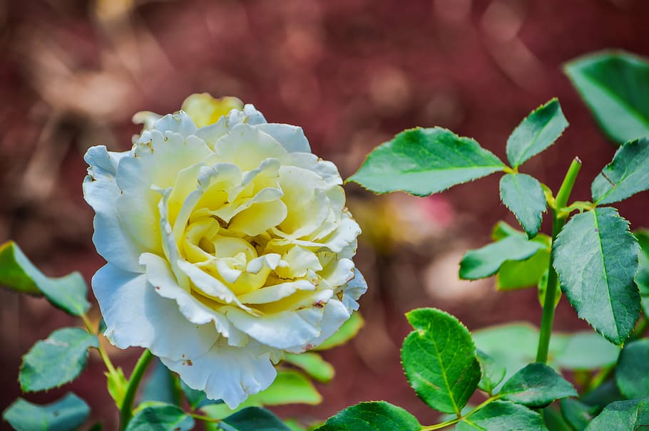 rose, background, beautiful, beauty, red, day, flower, valentines HD wallpaper