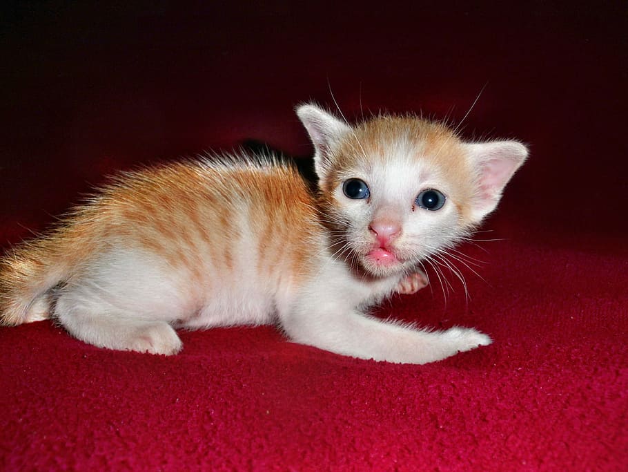 cute, little, kitty, cat, child, happy, kid, childhood, beautiful HD wallpaper
