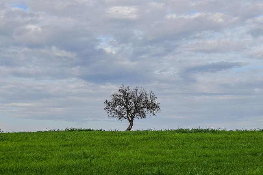 Tree, Alone, Loneliness, Meadow, landscape, nature, sky, clouds HD wallpaper