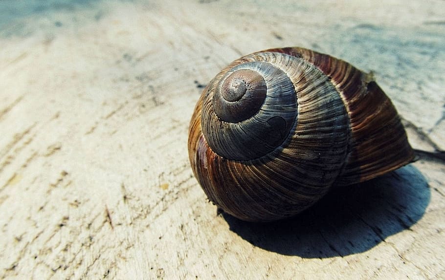 brown and black snail shell on white surface, nature, shape HD wallpaper