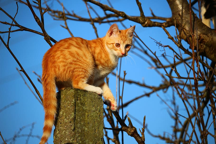 brown tabby cat on wooden post, kitten, mackerel, red mackerel tabby HD wallpaper