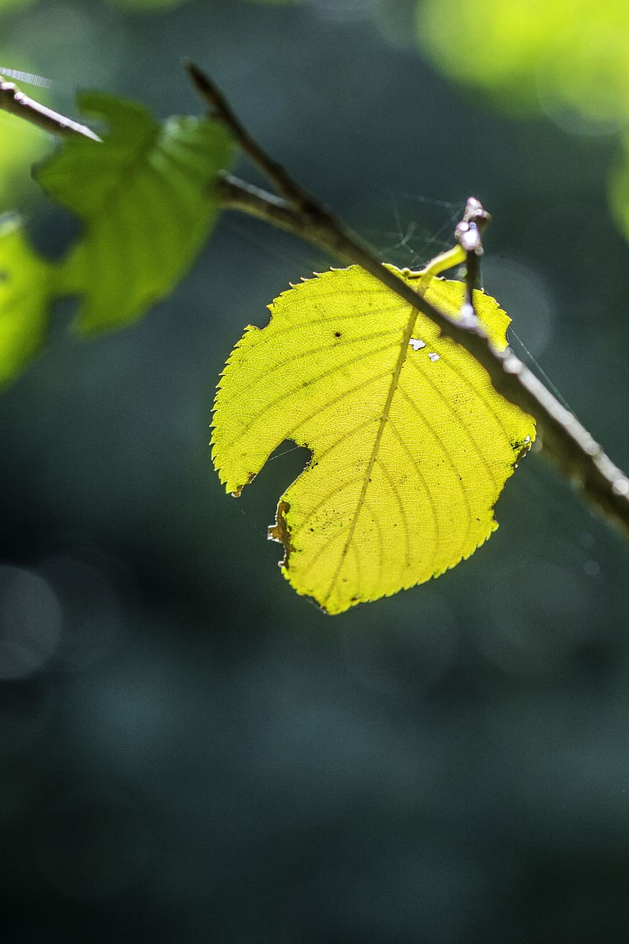 branch, deciduous, green, leaf, sunlight, twig, yellow, plant part HD wallpaper