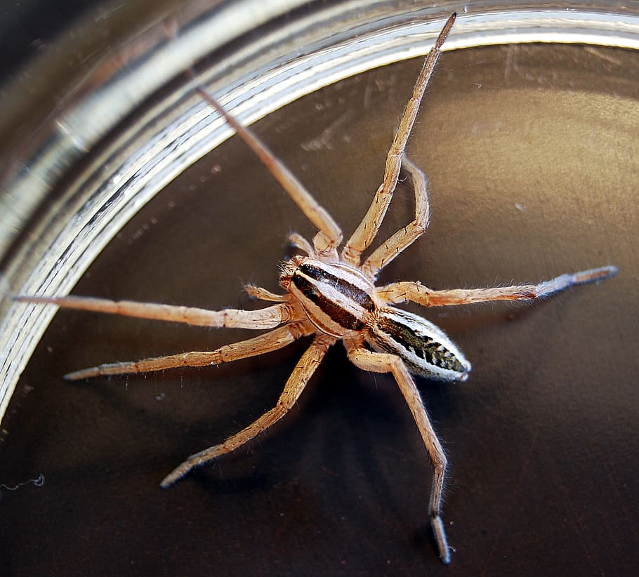wolf spider, arachnid, predator, hunter, animal themes, one animal HD wallpaper
