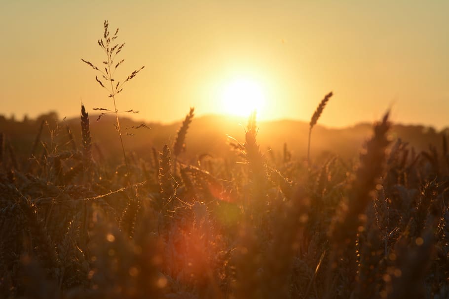 barley field during sunset, landscape, sky, nature, fields HD wallpaper