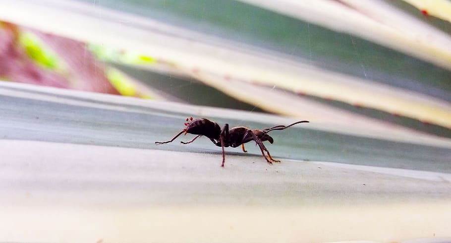 Ant, Walking, Insect, White, Simple, ant walking, animal, flowers HD wallpaper