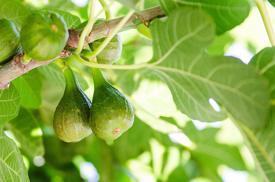 figs, fig tree, green, nature, natural, ficus, strong, mediterranean, HD wallpaper