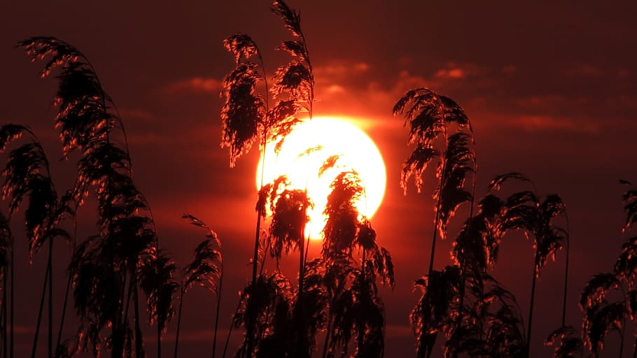 sunrise, sunset, dawn, dusk, evening, bright, red, reed, sky HD wallpaper