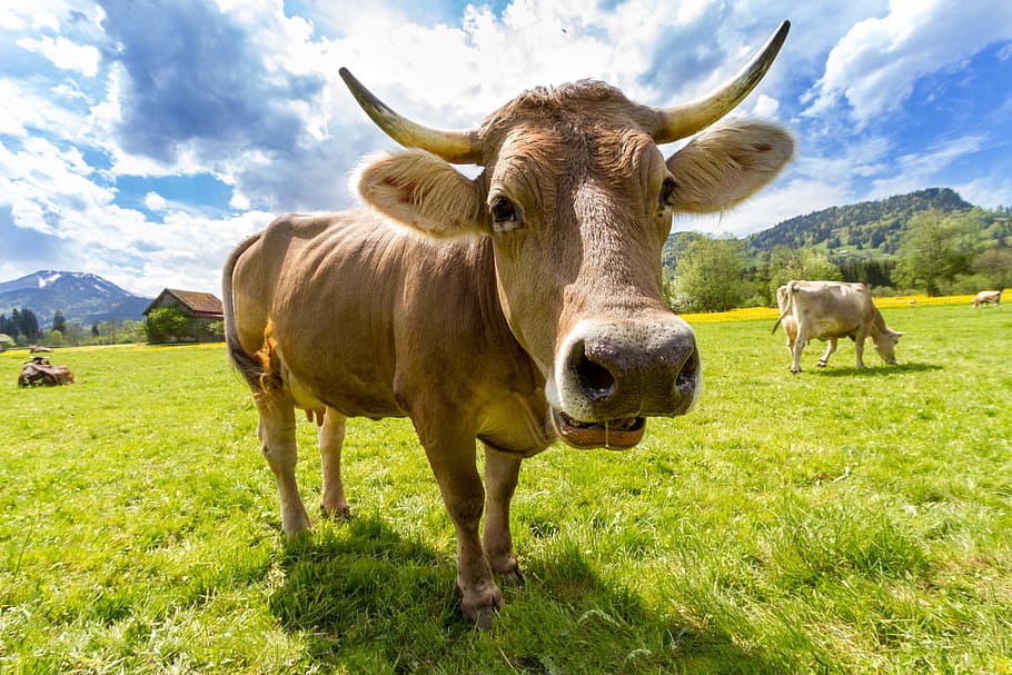 brown cow standing on a grass field, alpine, horn, animal themes HD wallpaper