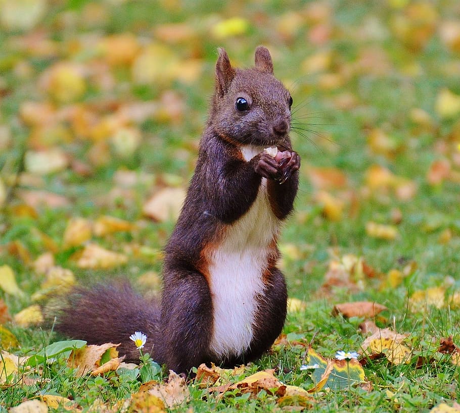 squirrel, nager, cute, nature, rodent, climb, garden, eat, brown HD wallpaper