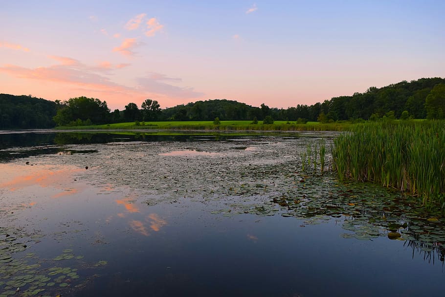 sunset, pond, grass, reeds, swamp, estuary, nature, water, landscape HD wallpaper