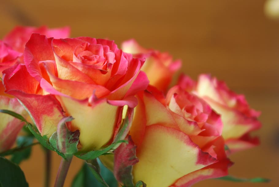 roses, flower, spring, flowering plant, beauty in nature, freshness HD wallpaper