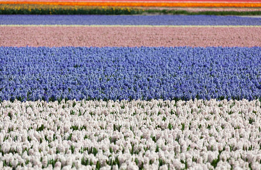 Hyacinth, Field, Fields, White, blue, background, flower, flowers HD wallpaper