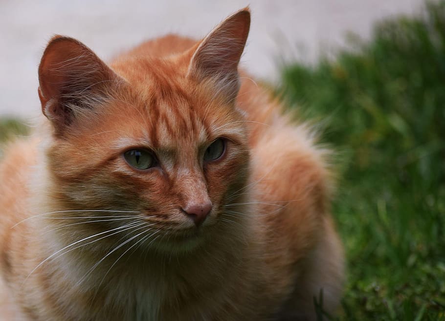 cat, grass, profile, animal themes, domestic, mammal, one animal HD wallpaper