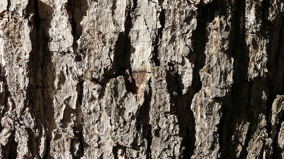 bark, textures, tree, wood, pattern, nature, trunk, textured HD wallpaper