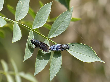 insects mating, copulation, blackfly, reproduction, leaves HD wallpaper