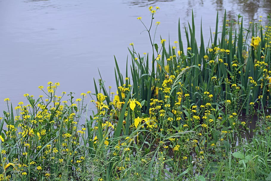 flowers, yellow, river, plant, growth, flowering plant, beauty in nature HD wallpaper