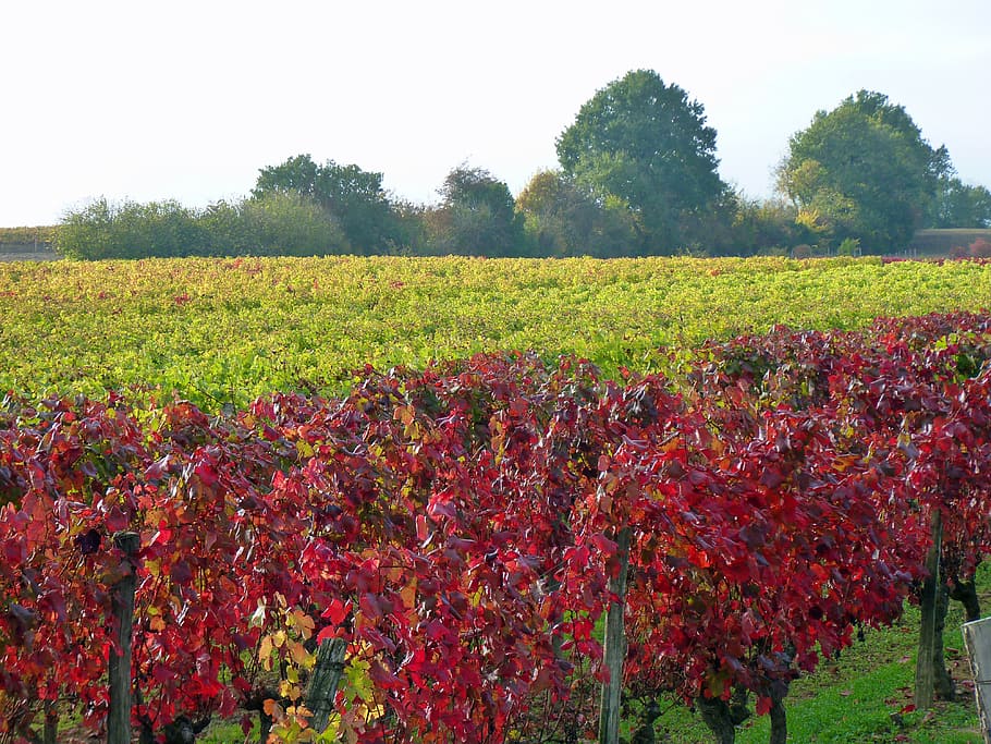 Vine, Fall, Vineyard, Leaves, vine leaves, autumn leaves, agriculture HD wallpaper