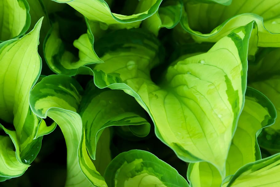 green leafed plant with water dew, abstract, bright, detail HD wallpaper